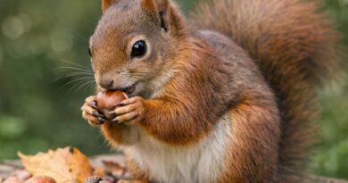 Wie du Eichhörnchen in deinen Garten einlädst